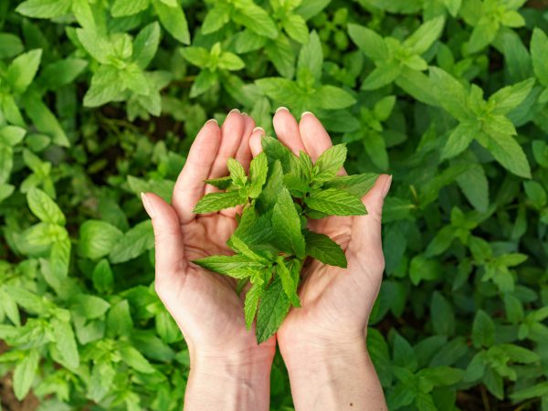 A bunch of fresh mint in female hands, close-up fresh organic mint in background.